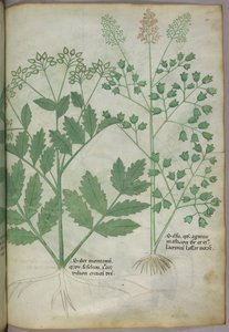 Botanikai illusztráció, 1440 körül (tinta és szín, pergamen) alkotó: Italian School