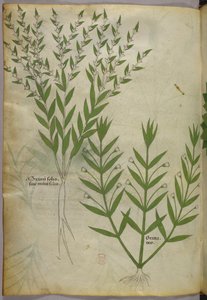 Botanikai illusztráció, 1440 körül (tinta és szín, pergamen) alkotó: Italian School