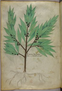 Botanikai illusztráció, 1440 körül (tinta és szín, pergamen) alkotó: Italian School