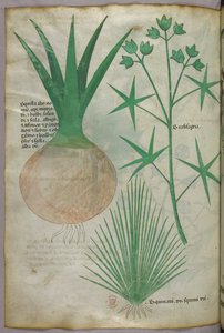 Botanikai illusztráció, 1440 körül (tinta és szín, pergamen) alkotó: Italian School