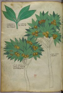 Botanikai illusztráció, 1440 körül (tinta és szín, pergamen) alkotó: Italian School