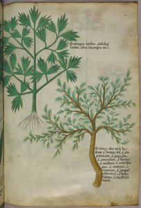 Botanikai illusztráció, 1440 körül (tinta és szín, pergamen) alkotó: Italian School