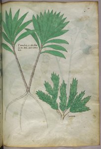 Botanikai illusztráció, 1440 körül (tinta és szín, pergamen) alkotó: Italian School