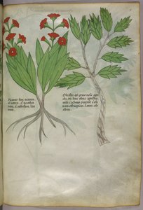 Botanikai illusztráció, 1440 körül (tinta és szín, pergamen) alkotó: Italian School