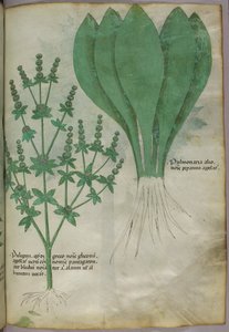 Botanikai illusztráció, 1440 körül (tinta és szín, pergamen) alkotó: Italian School
