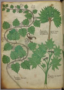 Botanikai illusztráció, 1440 körül (tinta és szín, pergamen) alkotó: Italian School