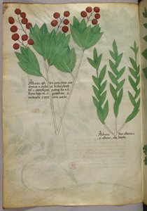 Botanikai illusztráció, 1440 körül (tinta és szín, pergamen) alkotó: Italian School