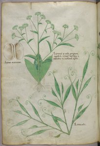 Botanikai illusztráció, 1440 körül (tinta és szín, pergamen) alkotó: Italian School