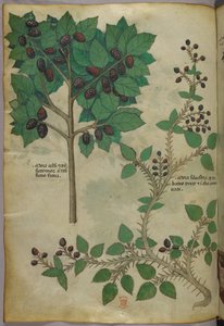 Botanikai illusztráció, 1440 körül (tinta és szín, pergamen) alkotó: Italian School