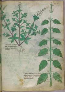 Botanikai illusztráció, 1440 körül (tinta és szín, pergamen) alkotó: Italian School