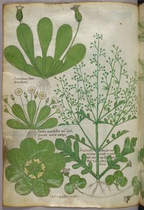 Botanikai illusztráció, 1440 körül (tinta és szín, pergamen) alkotó: Italian School