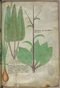 Botanikai illusztráció, 1440 körül (tinta és szín, pergamen) alkotó: Italian School