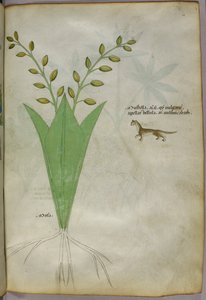Botanikai illusztráció, 1440 körül (tinta és szín, pergamen) alkotó: Italian School