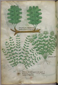 Botanikai illusztráció, 1440 körül (tinta és szín, pergamen) alkotó: Italian School