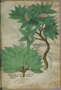 Botanikai illusztráció, 1440 körül (tinta és szín, pergamen) alkotó: Italian School