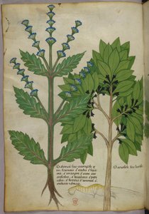 Botanikai illusztráció a Herbal, Tractatus de Herbis, Sloane 4016 f.39v, 1440 körül (tinta és színes pergamen). alkotó: Italian School