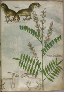 Botanikai illusztráció egy növényről, két kecskéről és két madárról, 1440 körül (tinta és szín, pergamen) alkotó: Italian School