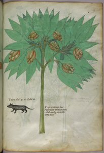 Botanikai illusztráció egy növényről és egy állatról, 1440 körül (tinta és szín, pergamen) alkotó: Italian School