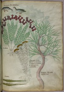 Botanikai illusztráció egy növényről madarakkal és rovarokkal, 1440 körül (tinta és szín, pergamen) alkotó: Italian School