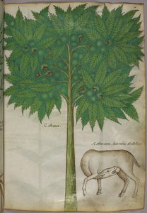 Botanikai illusztráció egy fáról és egy állatról, 1440 körül (tinta és szín, pergamen) alkotó: Italian School