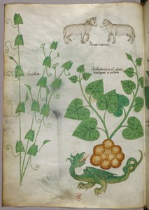 Botanikai illusztráció növényekről, sárkányról és birkáról, 1440 körül (tinta és szín, pergamen) alkotó: Italian School