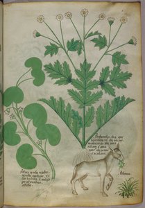 Botanikai illusztráció növényekről és egy szamárról, 1440 körül (tinta és szín, pergamen) alkotó: Italian School