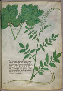 Botanikai illusztráció növényekről és egy kígyóról, 1440 körül (tinta és szín, pergamen) alkotó: Italian School