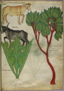 Növények és bikák botanikai illusztrációja, 1440 körül (tinta és szín, pergamen) alkotó: Italian School