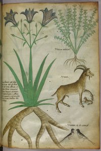 Botanikai illusztráció növényekről, madarakról és kecskékről, 1440 körül (tinta és szín, pergamen) alkotó: Italian School