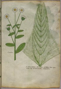Növények botanikai illusztrációja, 1440 körül (tinta és szín, pergamen) alkotó: Italian School