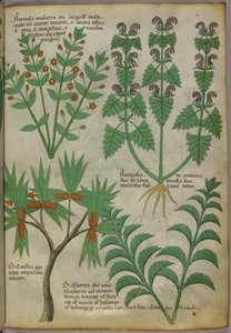 Növények botanikai illusztrációja, 1440 körül (tinta és szín, pergamen) alkotó: Italian School