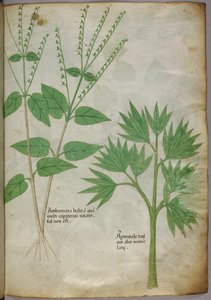 Növények botanikai illusztrációja, 1440 körül (tinta és szín, pergamen) alkotó: Italian School