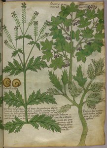 Növények botanikai illusztrációja, 1440 körül (tinta és szín, pergamen) alkotó: Italian School