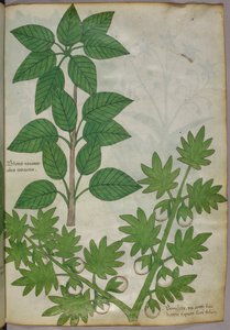 Növények botanikai illusztrációja, 1440 körül (tinta és szín, pergamen) alkotó: Italian School
