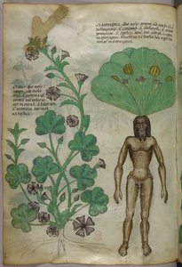 Növények botanikai illusztrációja, köztük egy mandragóra növény, amelynek gyökere egy meztelen férfitest, 1440 körül (tinta és szín, pergamen). alkotó: Italian School