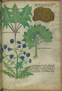 Botanikai illusztráció növényekről, köztük egy szivacsról, 1440 körül (tinta és szín, pergamen) alkotó: Italian School