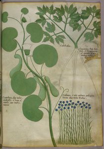 Növények, köztük virágok botanikai illusztrációja, 1440 körül (tinta és szín, pergamen) alkotó: Italian School
