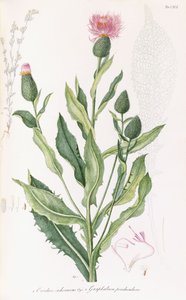 Cardus cichoraceus és Gnaphalium penduculare, 1811-1838 alkotó: Italian School