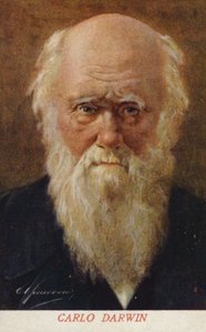 Charles Darwin (1809-1882), angol természettudós (színes litográfia) alkotó: Italian School