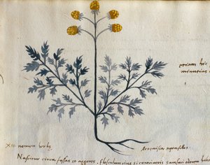 Tőkehal. 2007 Artemisia, gyógynövény a "Herbarium Apulei Platonici"-ból (akvarell és tinta pergamen) (415715 részlet) alkotó: Italian School