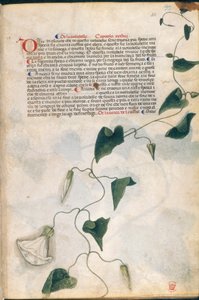 Convolvulus Plant, illusztráció a 