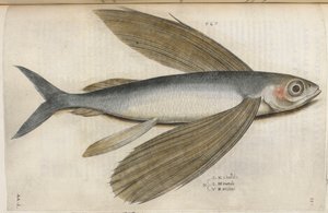 Repülő hal, illusztráció az „Aquatilium Animalium Historiæ liber primus”-ból, Ippolito Salviani alkotó: Italian School