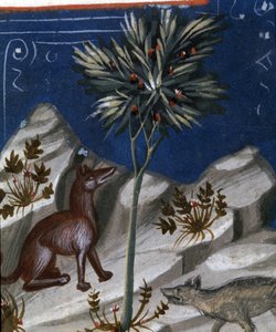 Róka és farkas, illusztráció a Justianus Codexből, 1350 alkotó: Italian School