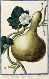 Tök, 1772-1784 alkotó: Italian School