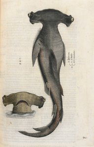 Pörölycápa, illusztráció az „Aquatilium Animalium Historiæ liber primus”-ból, Ippolito Salviani alkotó: Italian School