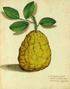Heirloom Lemon, Ulisse Aldrovandi alkotó: Italian School