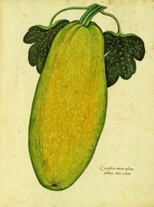 Heirloom Squash, Ulisse Aldrovandi alkotó: Italian School