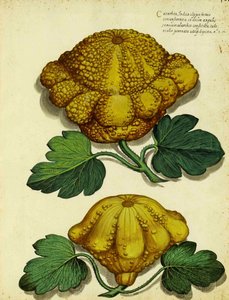 Heirloom Squash, Ulisse Aldrovandi alkotó: Italian School