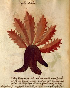 Herba Actila alkotó: Italian School