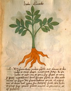 Herba Canealis alkotó: Italian School